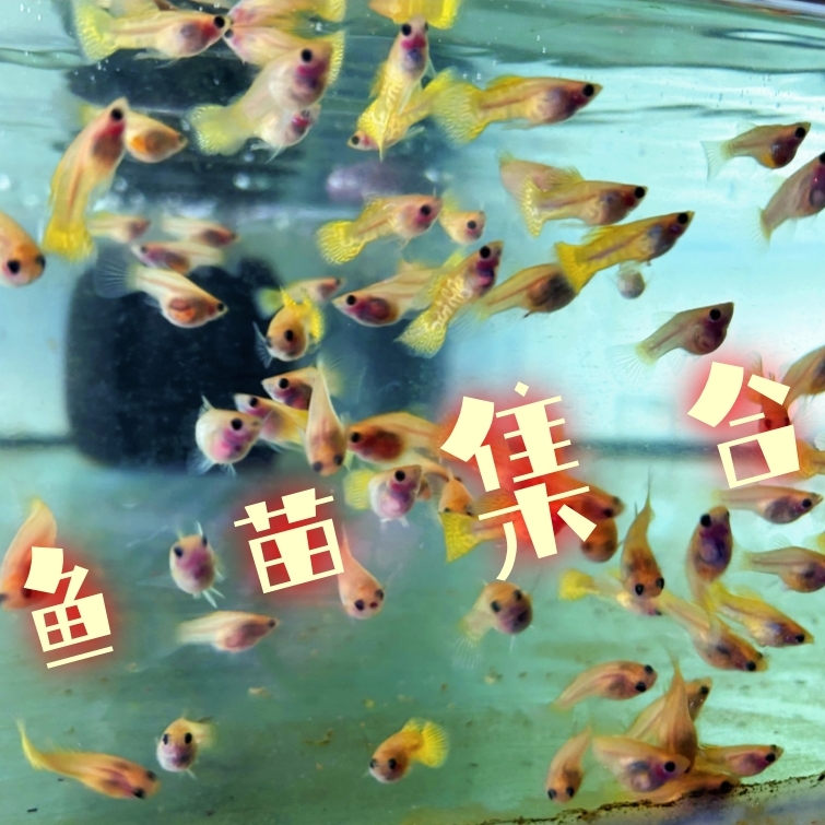 纯种孔雀鱼鱼苗幼苗亚成
