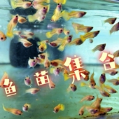 孔雀鱼苗纯种精品水花小鱼缎带大C孕母亚成活体观赏鱼种鱼热带鱼