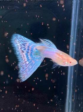 日本蓝粉马赛克奶油草莓彩虹草尾