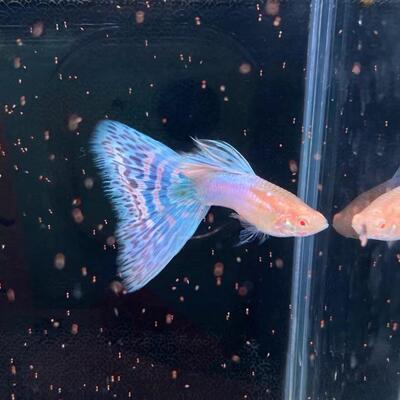 日本蓝粉马赛克奶油草莓彩虹草尾