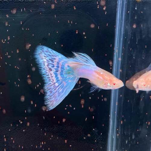 日本蓝粉马赛克奶油草莓彩虹草尾