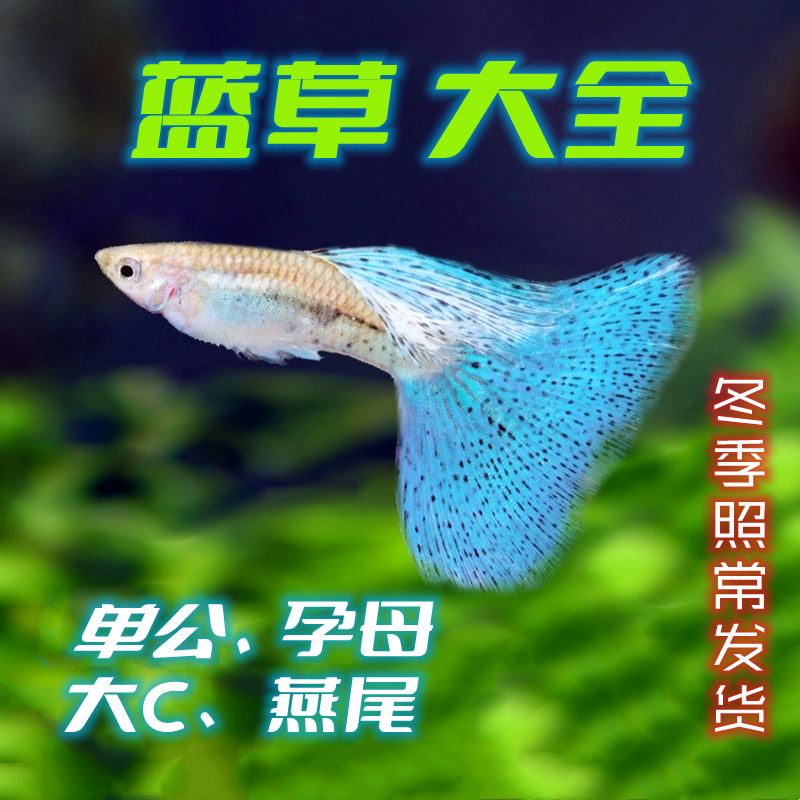 蓝草精品台湾燕尾大c活体热带鱼