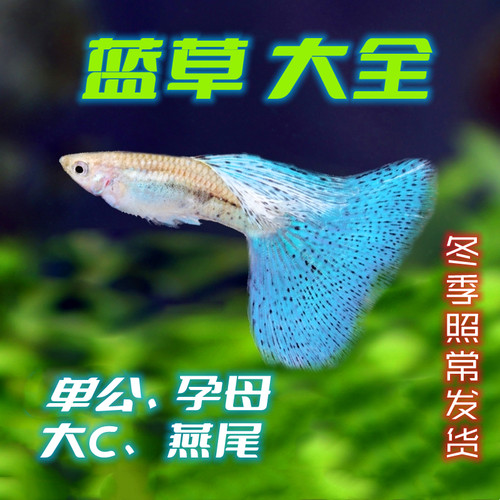 蓝草白子缎带兰草燕尾大c孔雀鱼