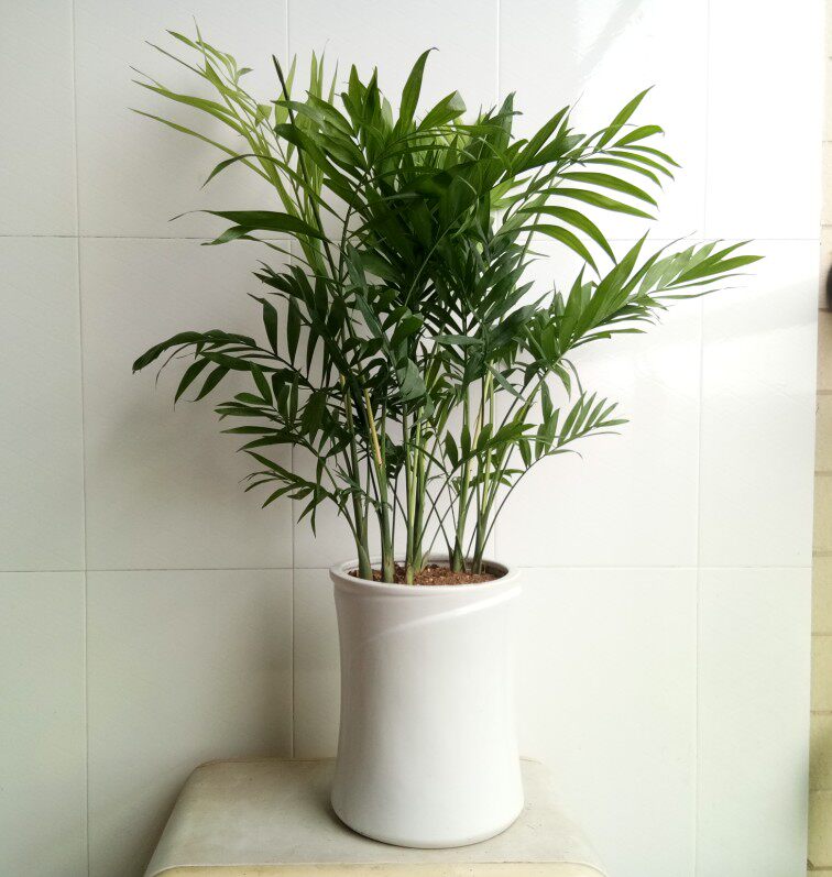 简约陶瓷白色圆筒圆罐字画收纳筒鱼缸水缸花瓶花插家居摆设大花盆