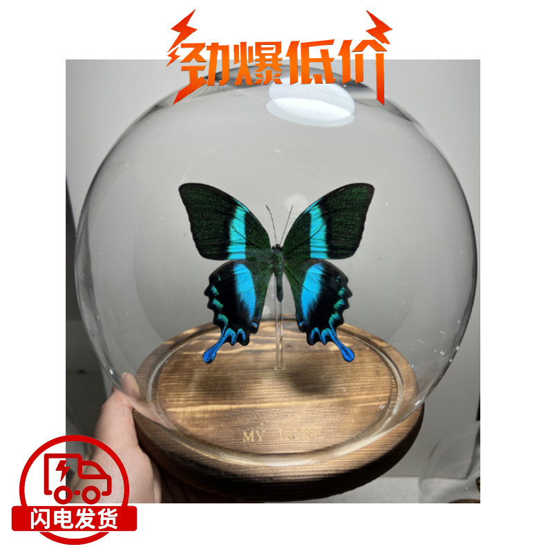 爱神凤蝶/蓝尾翠凤蝶 蝴蝶标本装饰画沙发墙面挂画收藏艺术品生日