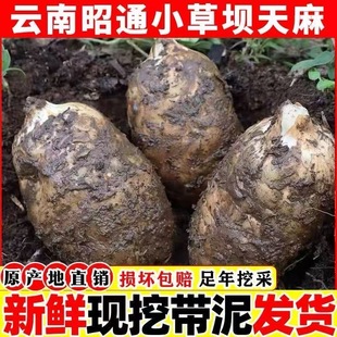 新鲜天麻云南昭通正宗纯天然草坝三年生长野生现挖发货煲汤正品