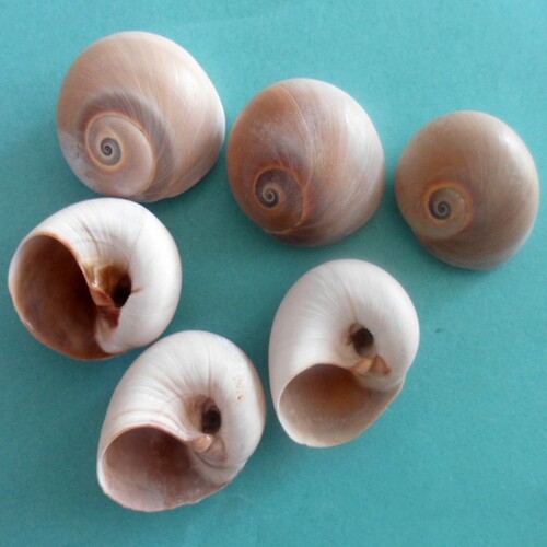 纯天然鱼缸造景寄居海螺