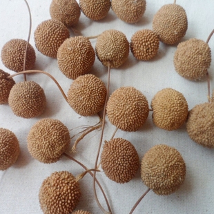 法国梧桐  果实 一球悬铃木 天然植物标本