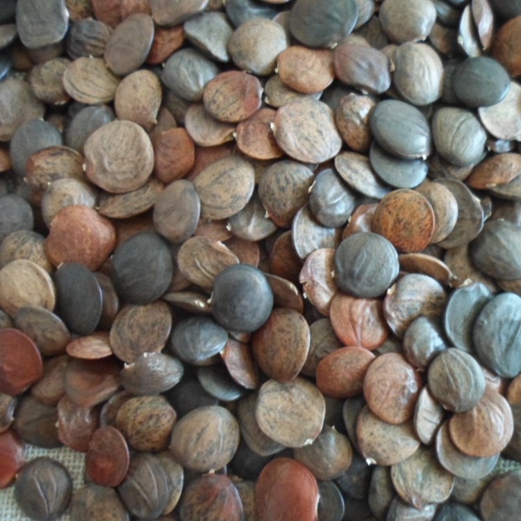 纯天然野生紫藤果实20个,30个自然植物 干花干果 手工制作