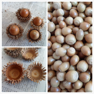天然橡果 植物不能食用 野生橡子 橡果子 果实 浆果手工饰品