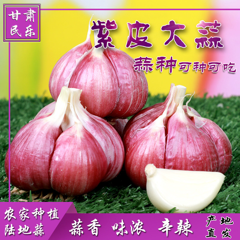 甘肃农家自种紫皮大蒜民乐蒜