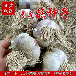 甘肃民乐紫皮大蒜种子30个蒜头2025年干蒜整辫子装可种可吃产地发