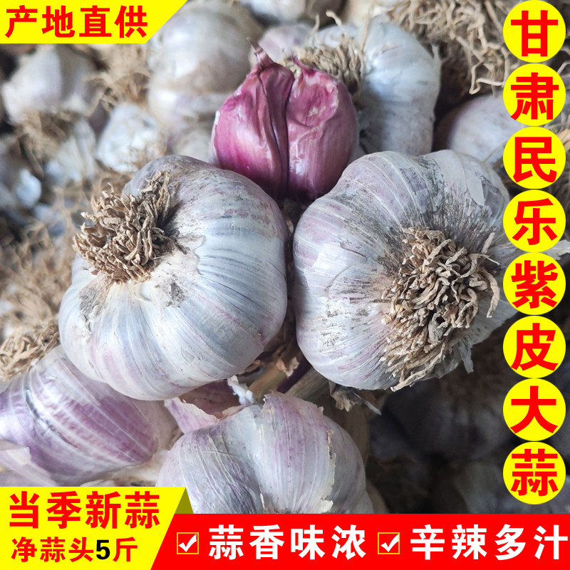 甘肃民乐紫皮蒜2026新蒜头腊八蒜