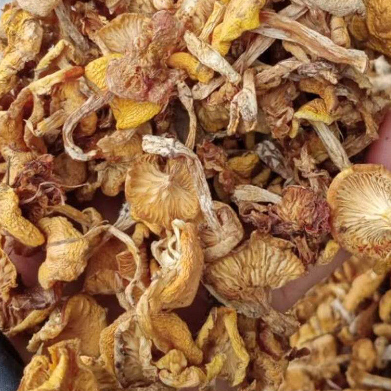 东北吉林野生小黄蘑 干货黄油蘑小鸡炖蘑菇新货250克包邮