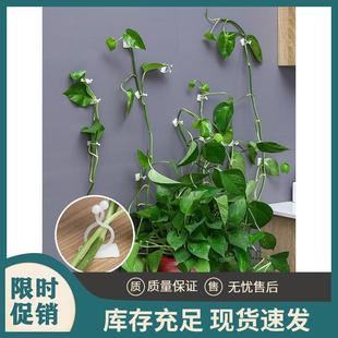 绿萝爬墙神器固定器绿植攀爬夹子无痕卡不伤墙上挂钩强力粘爬藤杆