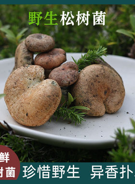 安徽三九菇松树菌枞树菇乌枞菌菇