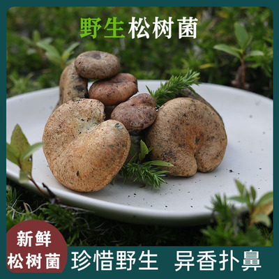 安徽土特产三九菇毛草菇乌枞菌黄枞菌松树菇松菌新鲜枞树菌野生菌
