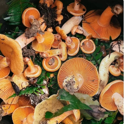 枞树菌菇安徽土特产松树菇菌乌松菌寒菌新鲜蘑菇三九菇重阳菌松乳