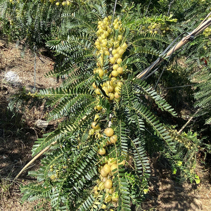 新鲜油甘果潮汕油柑滇橄榄油甘子孕妇酸水果榨汁煲汤腌制水果现摘