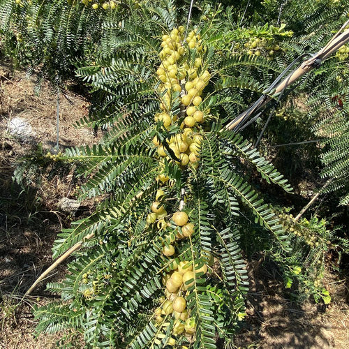 新鲜油甘果潮汕油柑滇橄榄油甘子孕妇酸水果榨汁煲汤腌制水果现摘