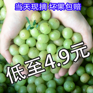 油甘果孕妇低糖水果金灶余甘果玉油柑鲜果余干果余甘子滇橄榄腌制