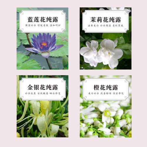 纯露标签定制不干胶金银花