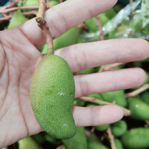 小青芒小芽芒迷你云南版纳新鲜嫩象牙当四季生吃酸脆现摘孕妇水果