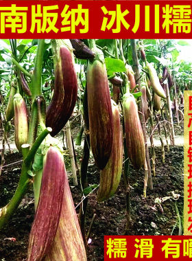 云南冰川茄子新鲜招积蔬名菜缅甸正宗脆皮糯花茄餐厅酒店食材包邮