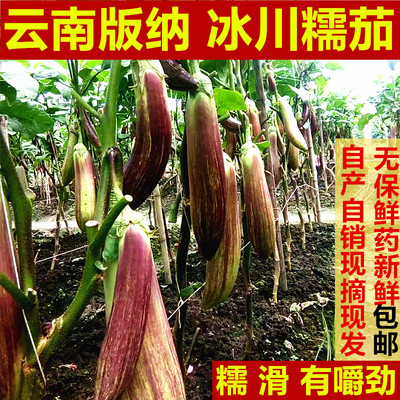 云南冰川茄子新鲜招积蔬名菜缅甸正宗脆皮糯花茄餐厅酒店食材包邮