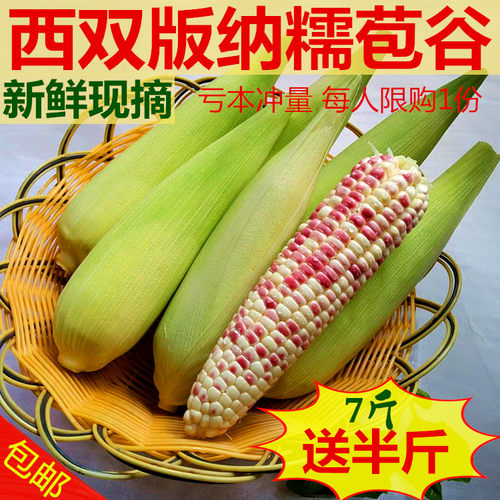 云南版纳小包谷新鲜玉米棒农家糯苞谷带青皮生7斤包邮