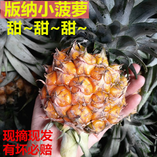 小菠萝云南西双版纳迷你泰国香水无眼凤梨当季现摘新鲜水果5斤