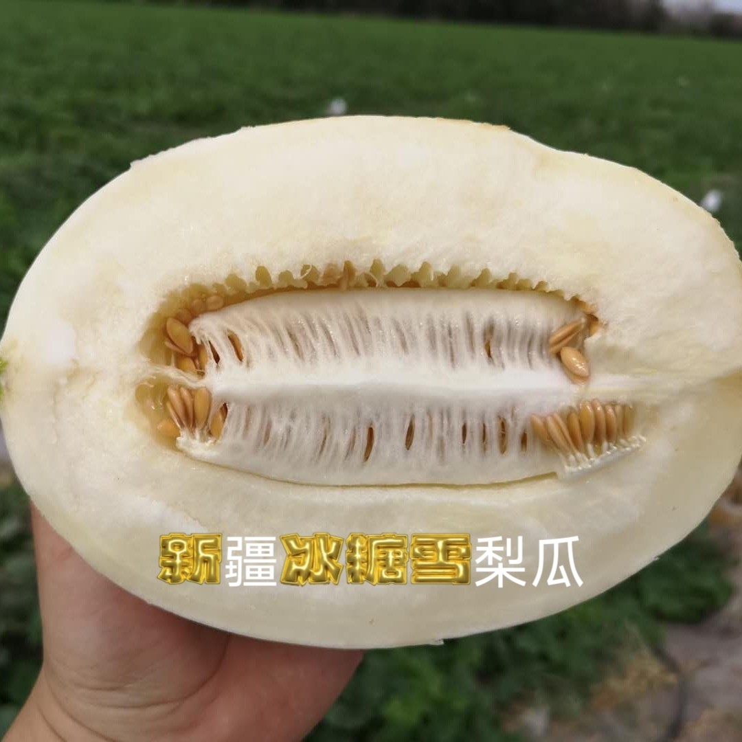 新疆现摘现发冰糖雪梨瓜甜瓜新鲜水果密瓜脆甜瓜7-8斤每箱三至4个