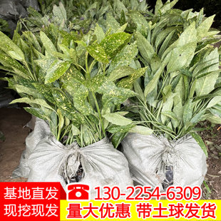 洒金珊瑚树苗四季常绿彩叶灌木类观叶植物庭院盆栽绿化桃叶珊瑚苗