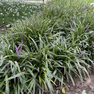玉龙草日本矮麦冬庭院草苗草坪真草绿化草细叶草金边阔叶麦冬植物