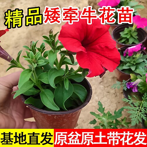 牵牛花苗带花盆栽花卉爬藤四季开花垂吊矮脚喇叭花重瓣矮牵牛花苗