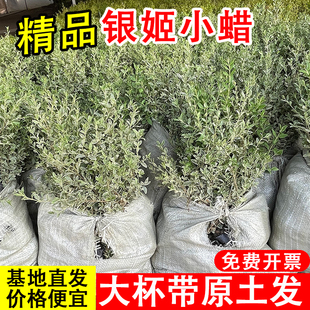 银姬小蜡树苗大杯原土发货好活四季常绿银姬小蜡球绿篱庭院绿化苗