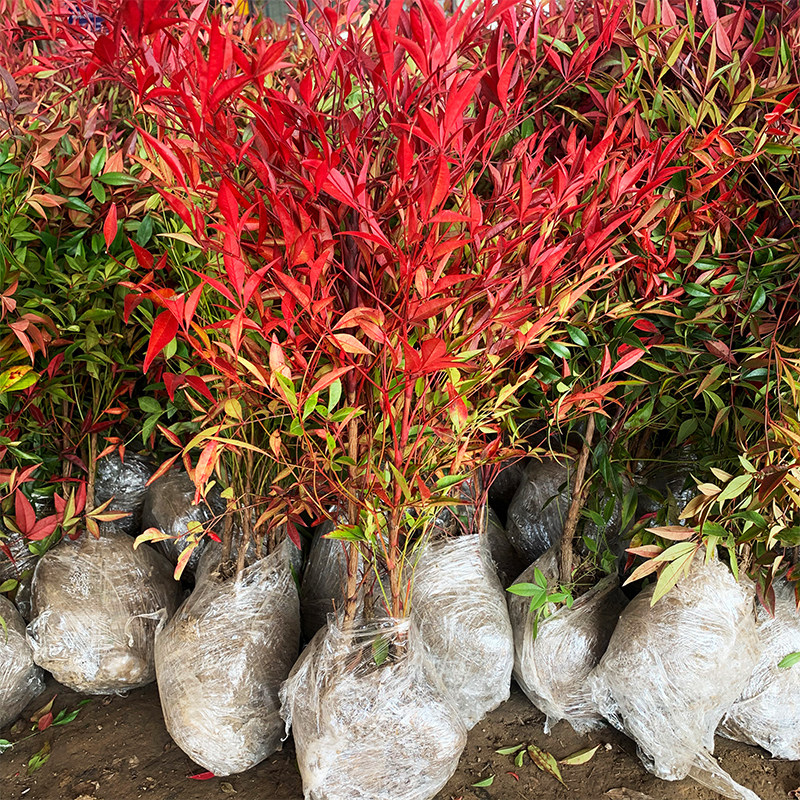 火焰南天竹四季常青不落叶