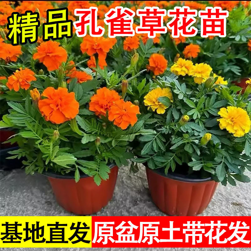 孔雀草花苗带花发盆栽花卉花量大花期长开花不断庭院易活耐热耐寒