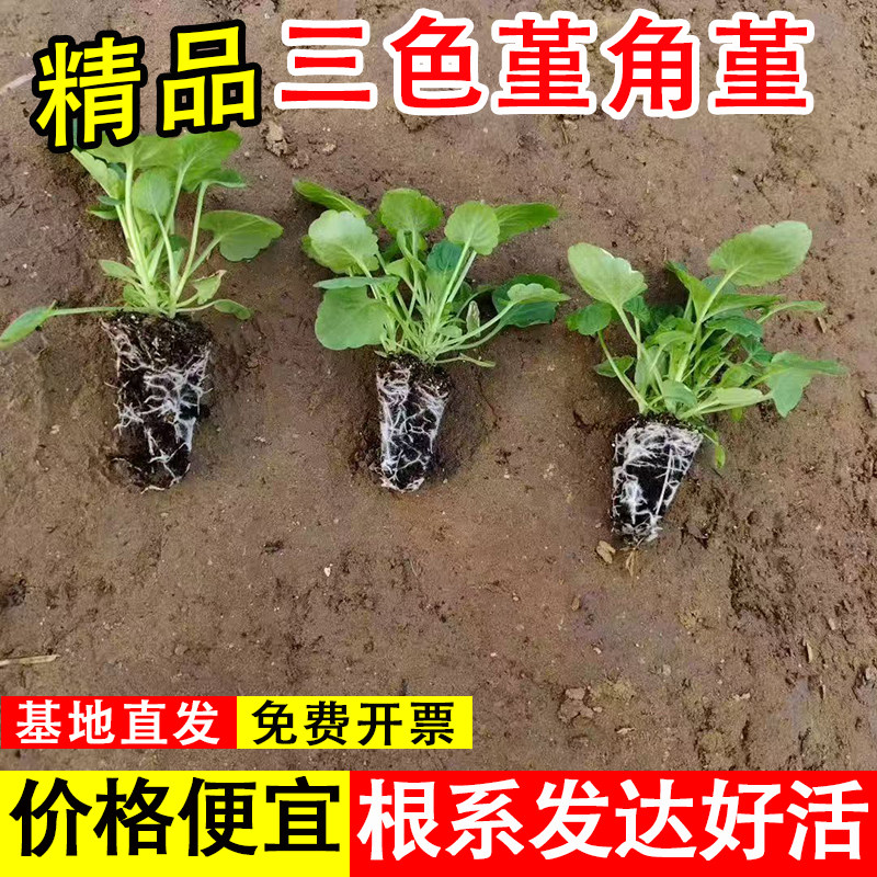 三色堇角堇花苗耐寒盆栽花卉室外庭院角堇多色可选角堇花苗工程用