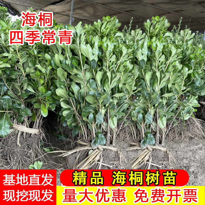 海桐树苗四季常青耐寒耐旱绿篱围