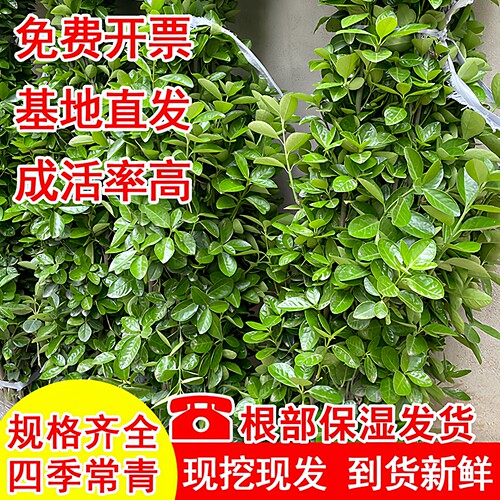 北海道黄杨四季常青基地直发新鲜