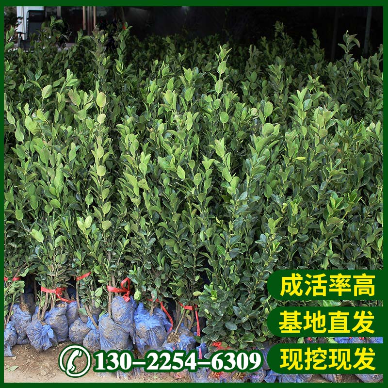 基地直发当天现挖现发冬青树苗