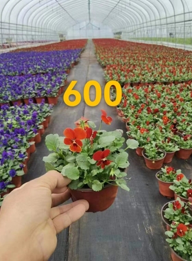 三色堇花苗耐寒室外庭院角堇石竹花苗带花发货多色可选牵牛花苗