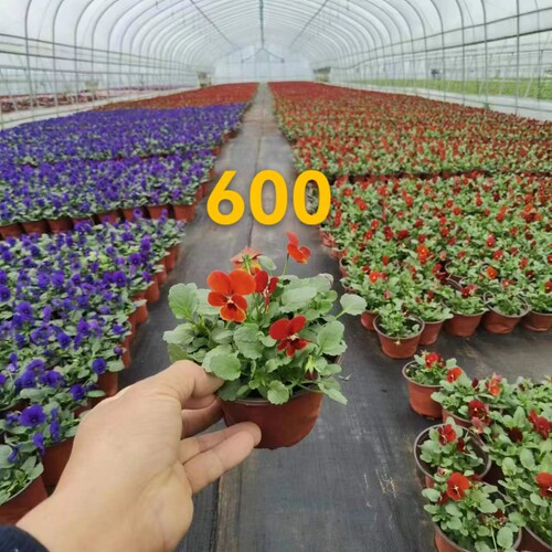 三色堇花苗耐寒室外庭院角堇石竹花苗带花发货多色可选牵牛花苗