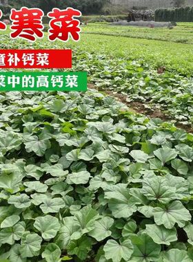 冬寒菜种子葵菜冬葵菜冬苋菜马蹄菜高钙蔬菜秋冬阳台盆栽蔬菜种籽