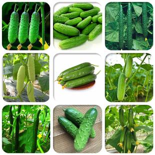 水果黄瓜种子大全春播老品种本地王荷兰摘不败家庭蔬菜种植小黄瓜