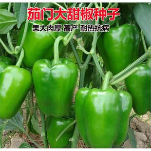 茄门大甜椒肉厚皮薄果大肉厚青椒种子甜椒王种子四季盆栽辣椒籽种
