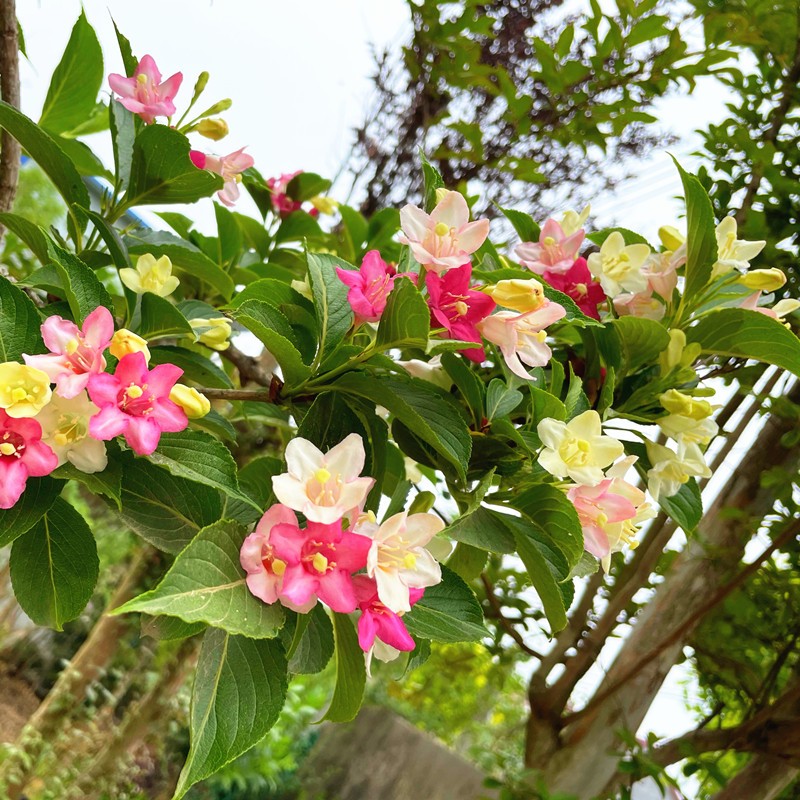 五彩锦带花树苗四季种植耐寒耐热红王子锦带花苗七彩花卉庭院盆栽