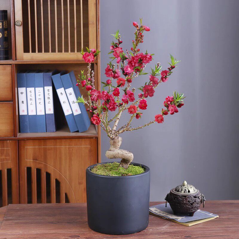 寿星桃苗盆栽老桩重瓣室内阳台庭院花卉绿植盆景耐寒南北方栽植