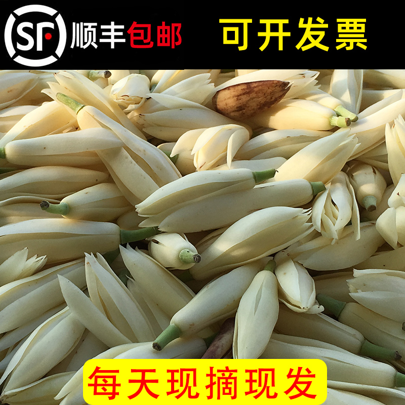 玉兰花鲜花白兰花新鲜采摘现摘的花朵花苞黄角兰黄果兰白玉兰鲜花 鲜花速递/花卉仿真/绿植园艺 时令草本花卉 原图主图